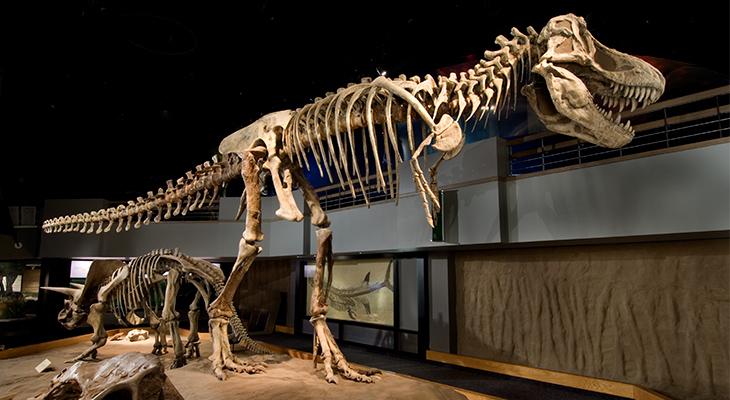 dinosaur museum